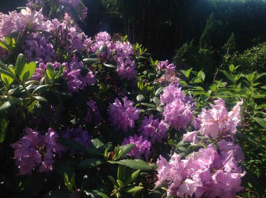 Rhododendron Novazembla