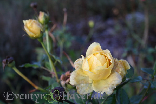 Rose i vintersolen - en vinterbleg Golden Celebration