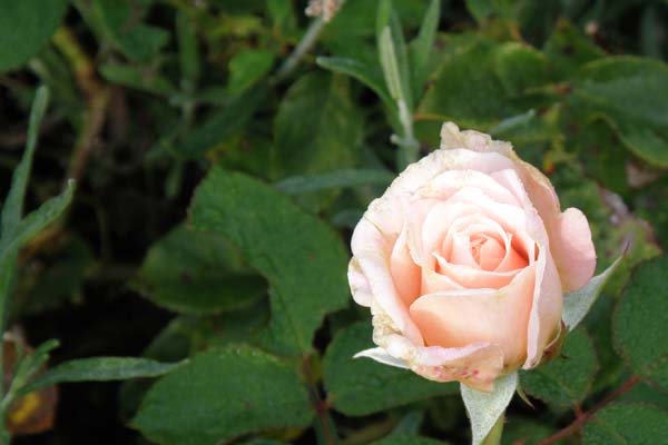 En skøn knop fra Rosen Mary Magdalene