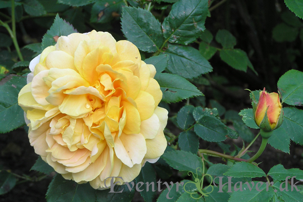 Golden Celebration udsprunget rose og rosen knop- en engelsk rose fra David Austin roses