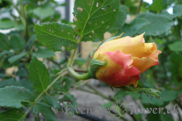 Golden Celebration rosenknop - David Austin Roses