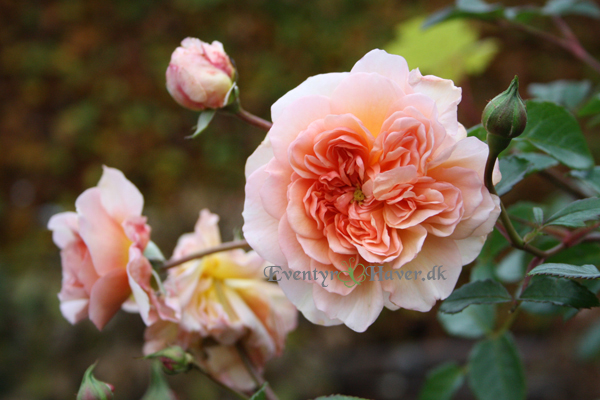 Port Sunligth rose fra David Austin roses